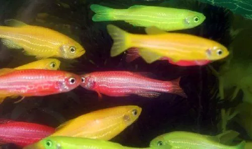 vidy-danio_1-650x385