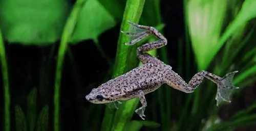 Hymenochirus_boettgeri2