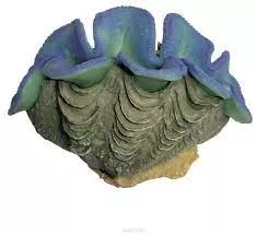 ArtUniq Blue Clam - Декоративная композиция "Тридакна синяя", 9,5x5,5x6 см