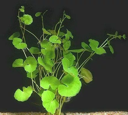 Hydrocotyle-leucocephala