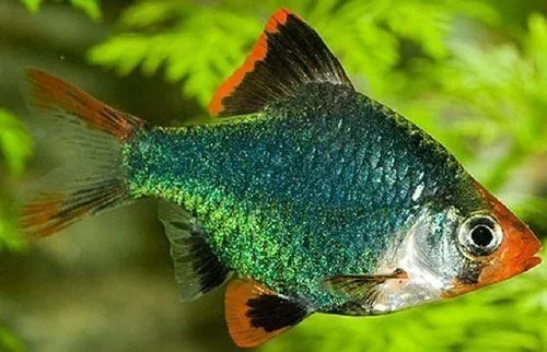 Barbus_mshistyj_1_