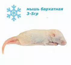 Без названия (3)