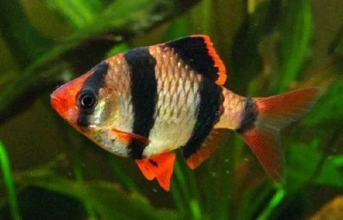 Barbus_sumatranskij_5_