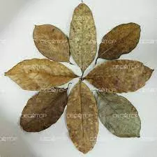 DECOTOP Jackfruit XS Листья джекфрута,10-15см,10шт