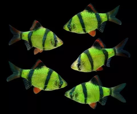 GloFish-Barb-Group_large