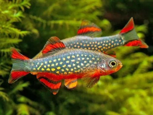 mikrorasbora-galaktika-danio-margaritata_6