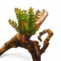xcpvjyiw09ie2zw6uy98pku47lvrq0sln.JPG.pagespeed.ic.mJuFD8TKy7