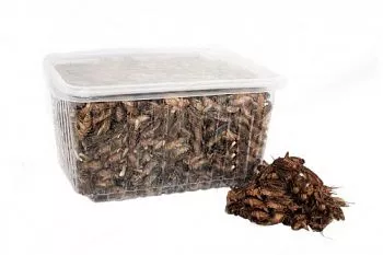 Сверчок,таракан замороженный (50гр)