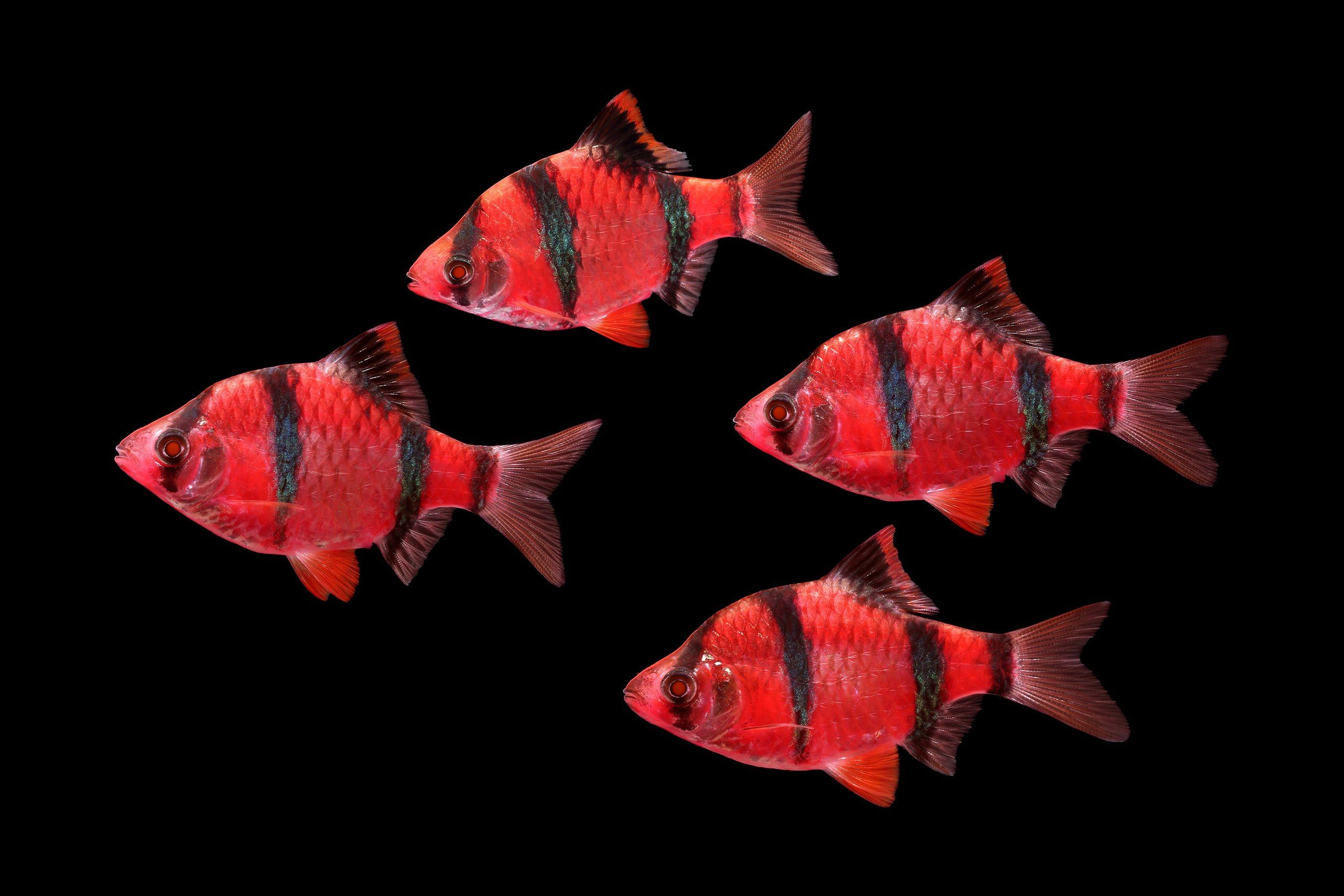 GloFish-Red-Barb-ribdom.ru3