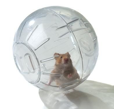 clear_with_hamster.jpg