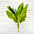 Террариумное растение  Диффенбахия