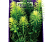 Искусственное растение Кабомба зеленая 25см в картонной коробке 