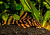 Сом панаколюс Красная зебра L 397(М)