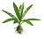 Искусственное растение Эхинодорус 15см