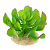 TERRA DELLA Растение для террариума "Эхеверия маленькая", светло-зелёное, 8.5x8.5x6.5см (Нидерланды)