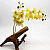 Террариумное растение Орхидея средняя белая