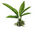 Искусственное растение Эхинодорус оцелот 10см