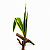 Террариумное растение Сансевьера